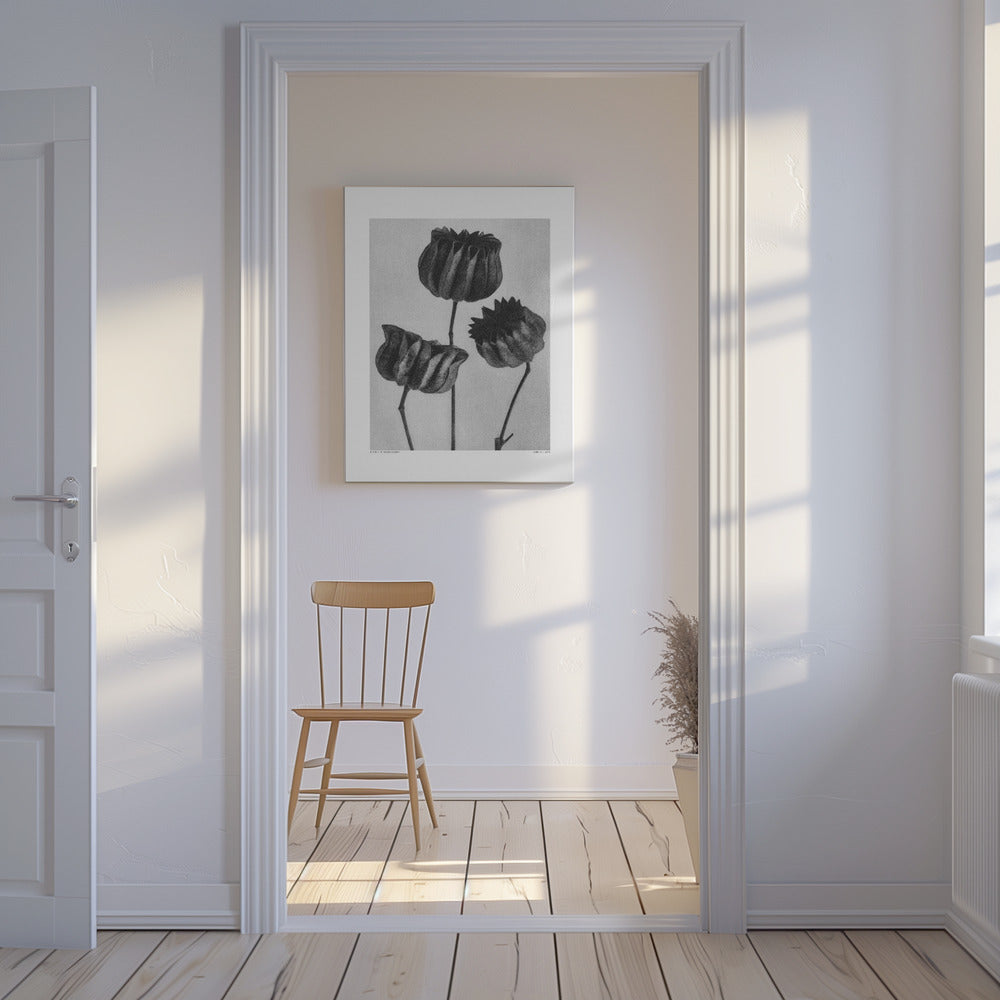 Abutilon (Lime Mallow | Canvas