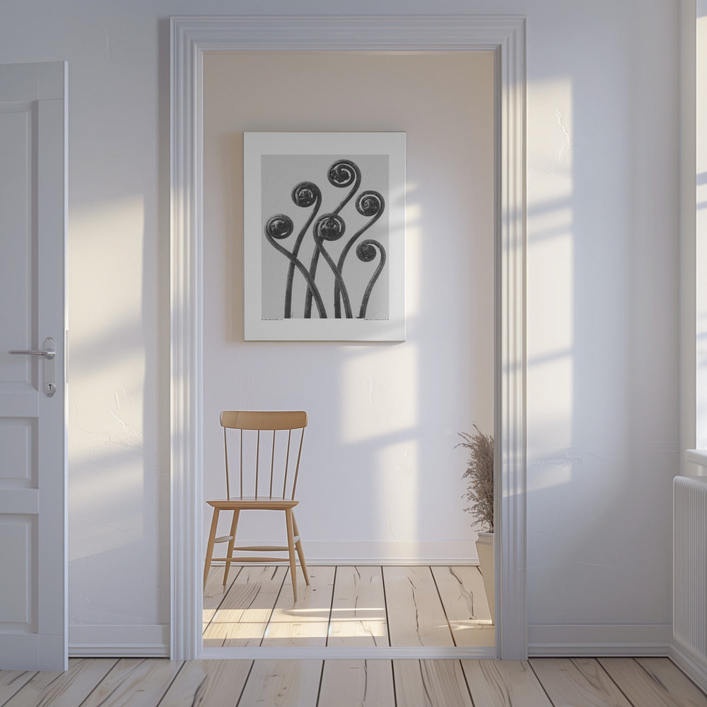 Adiantum pedatum | Canvas