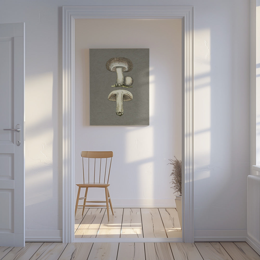 Fältsvamp | Canvas