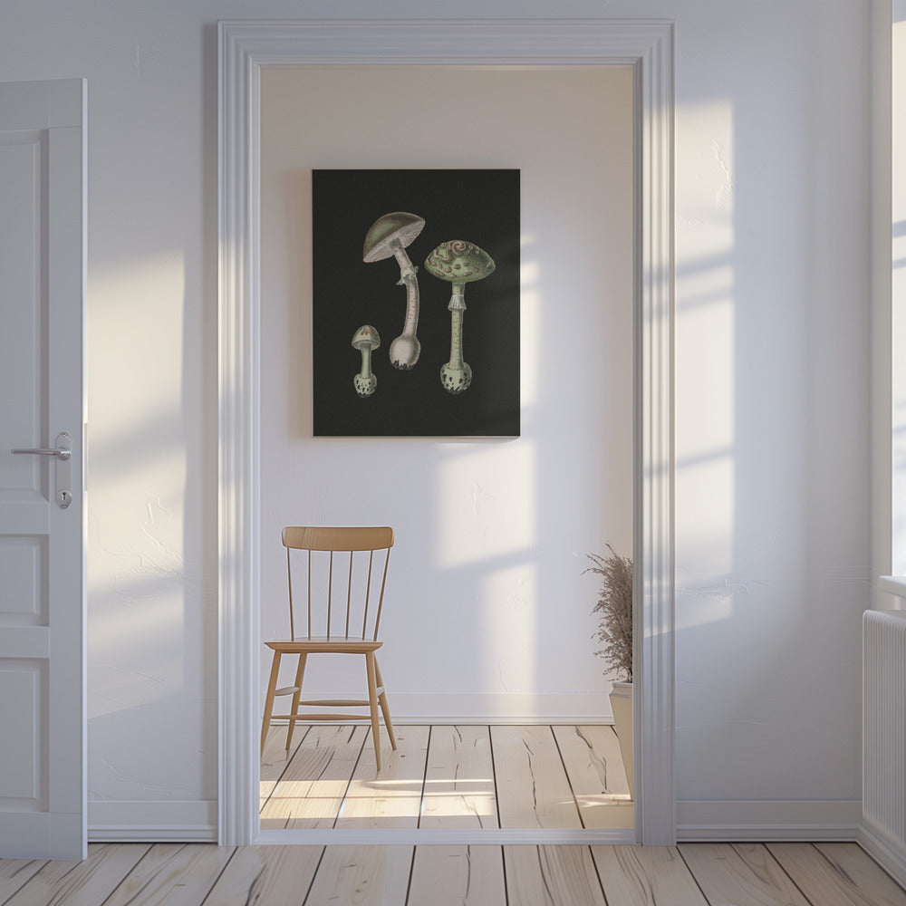Amanita Muscaria mörk bakgrund | Canvas