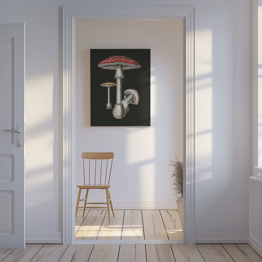 Amanita Muscaria mörk bakgrund | Canvas