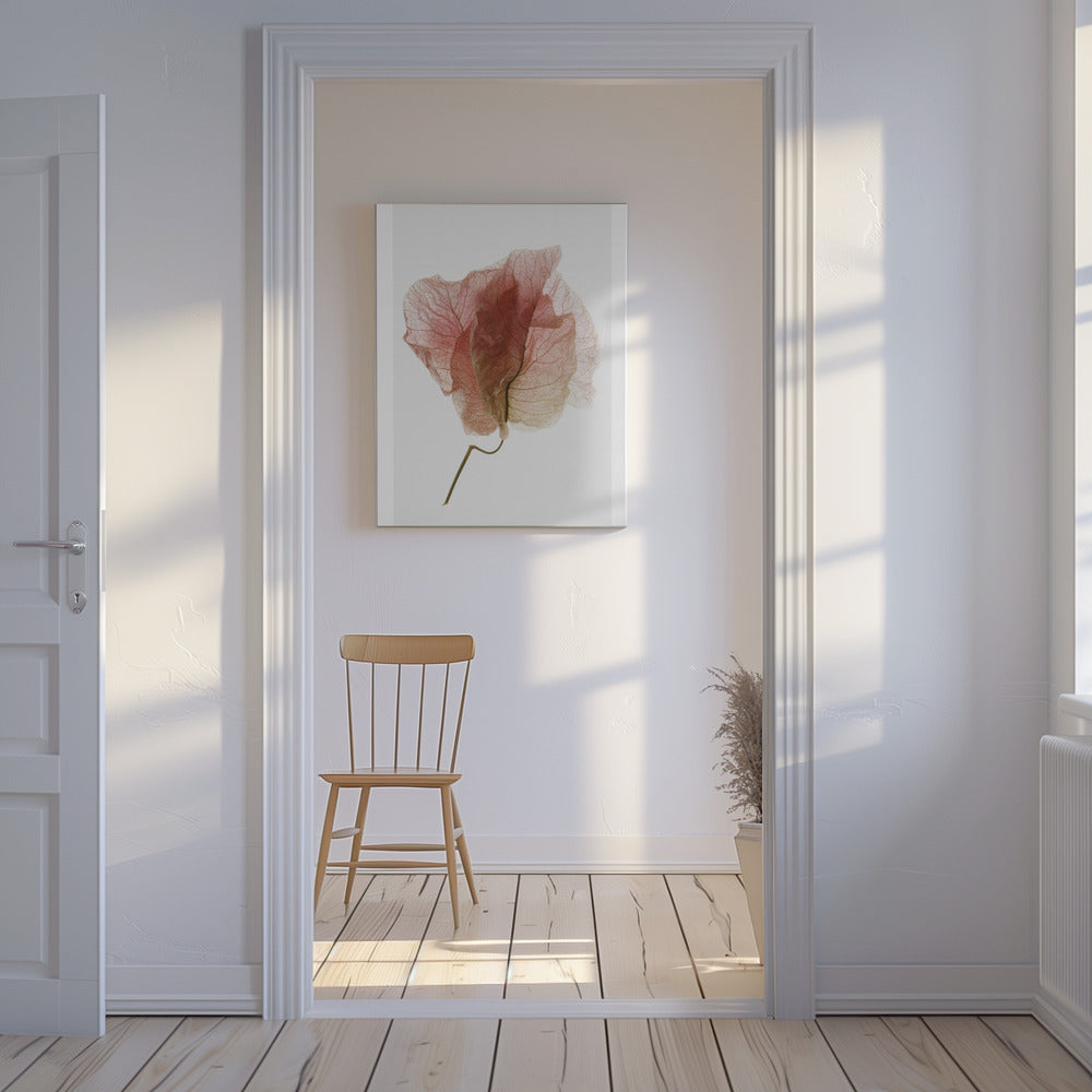 Bougainvillea Study No4 | Canvas