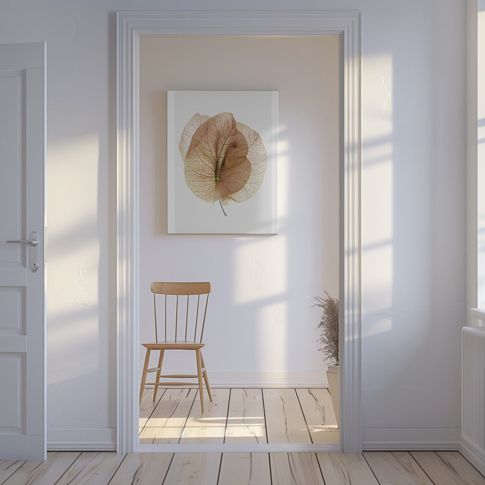 Bougainvillea Study No7 | Canvas