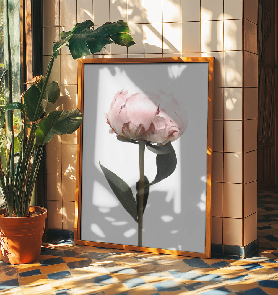 Blush peony II | Poster