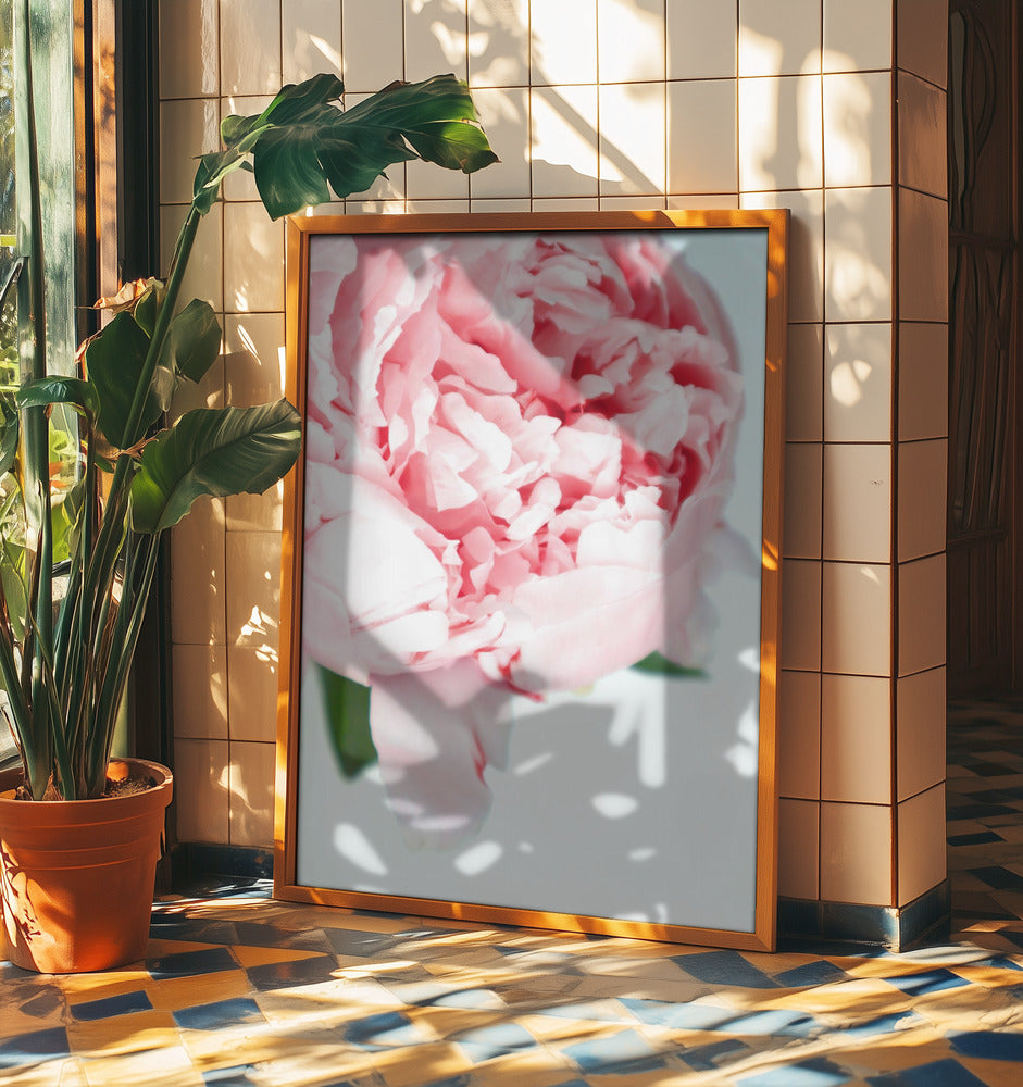 Blush peony VII | Poster