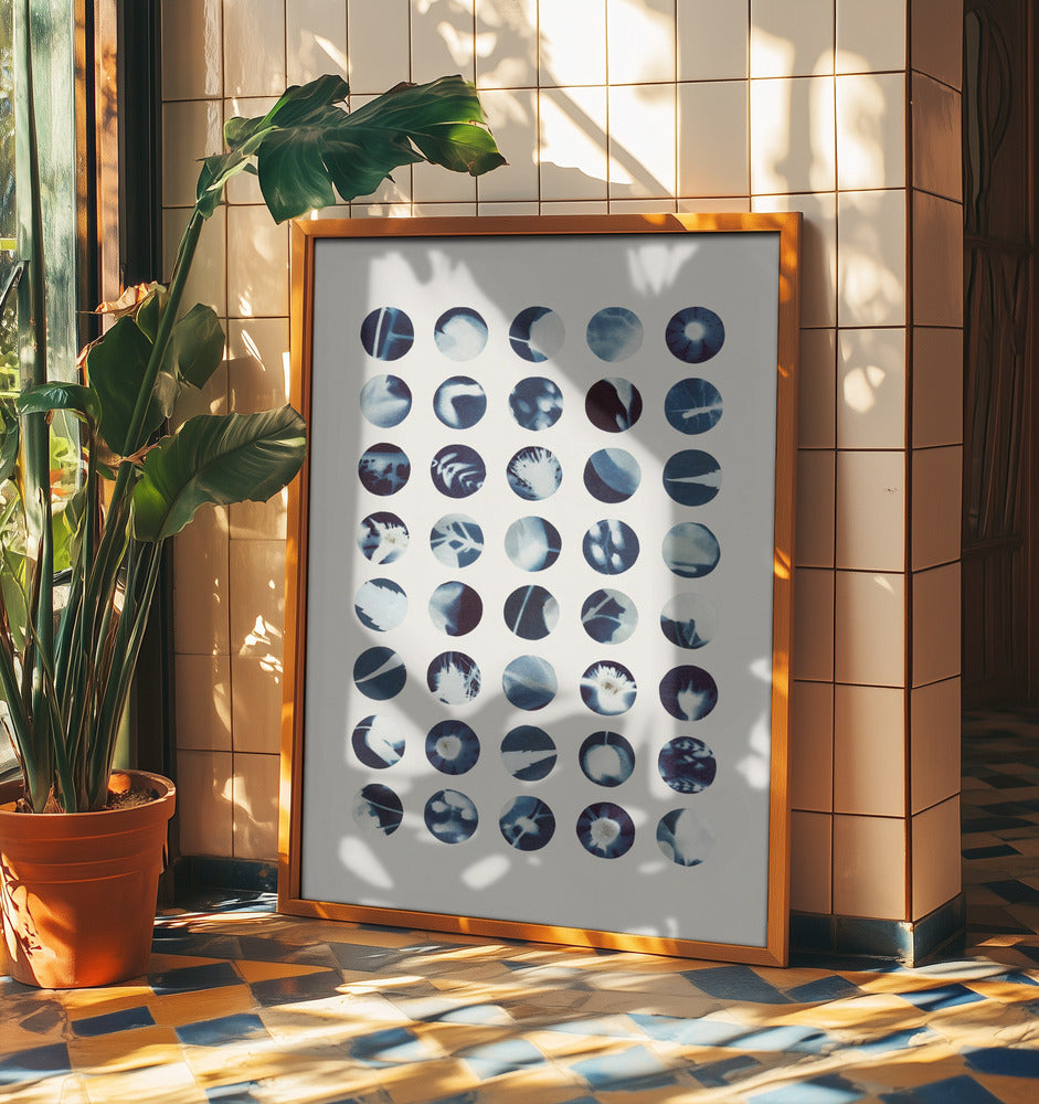 Botaniska cyanotypier | Poster