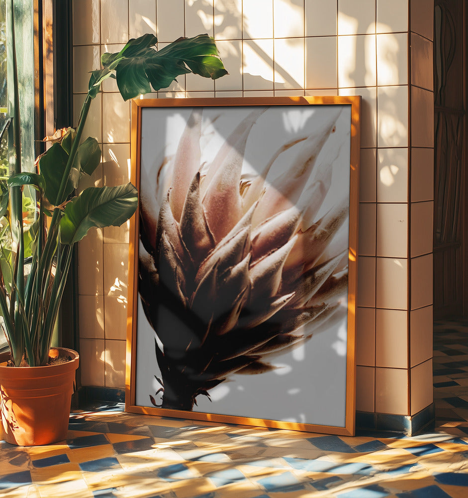 Protea | Poster