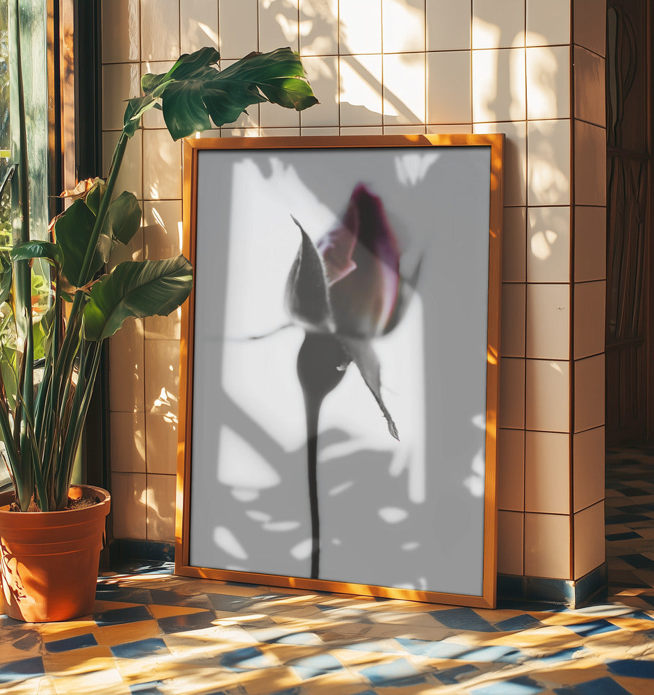 Elegant Rose | Poster