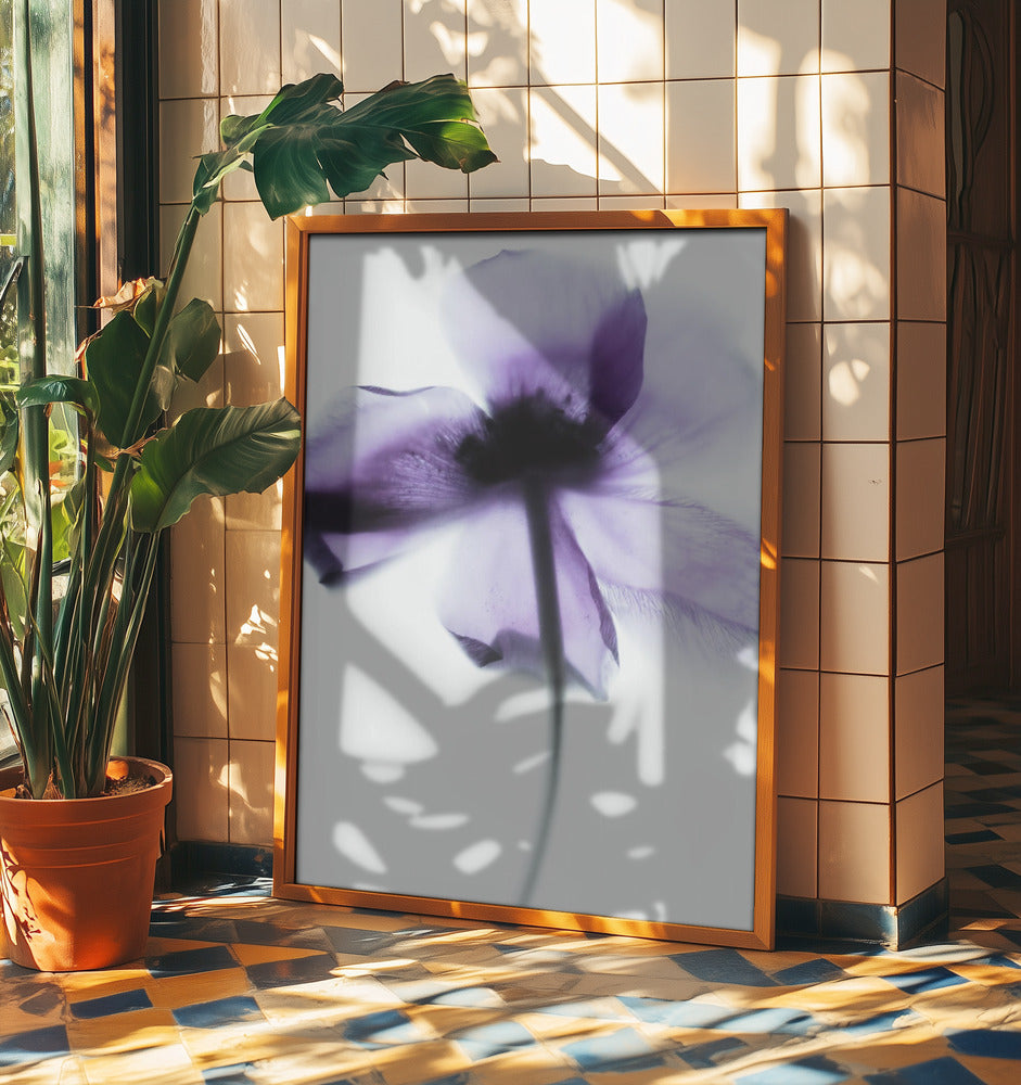 Purple Poppy | Poster