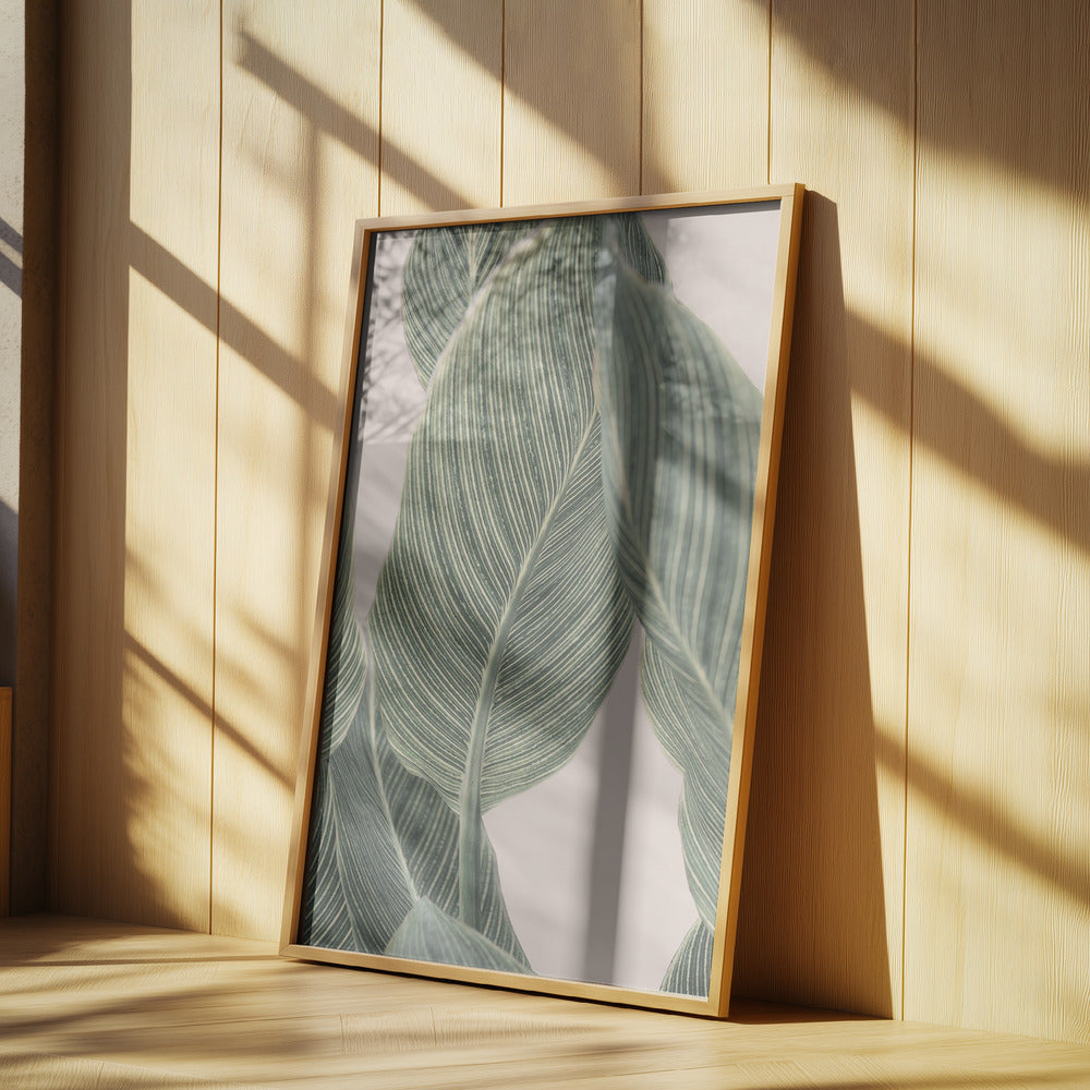 Calla Leaf | Poster