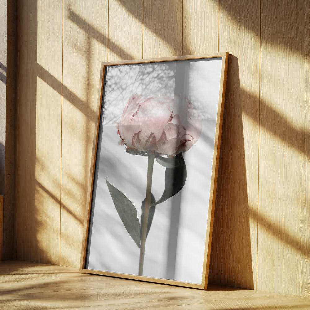 Blush peony II | Poster