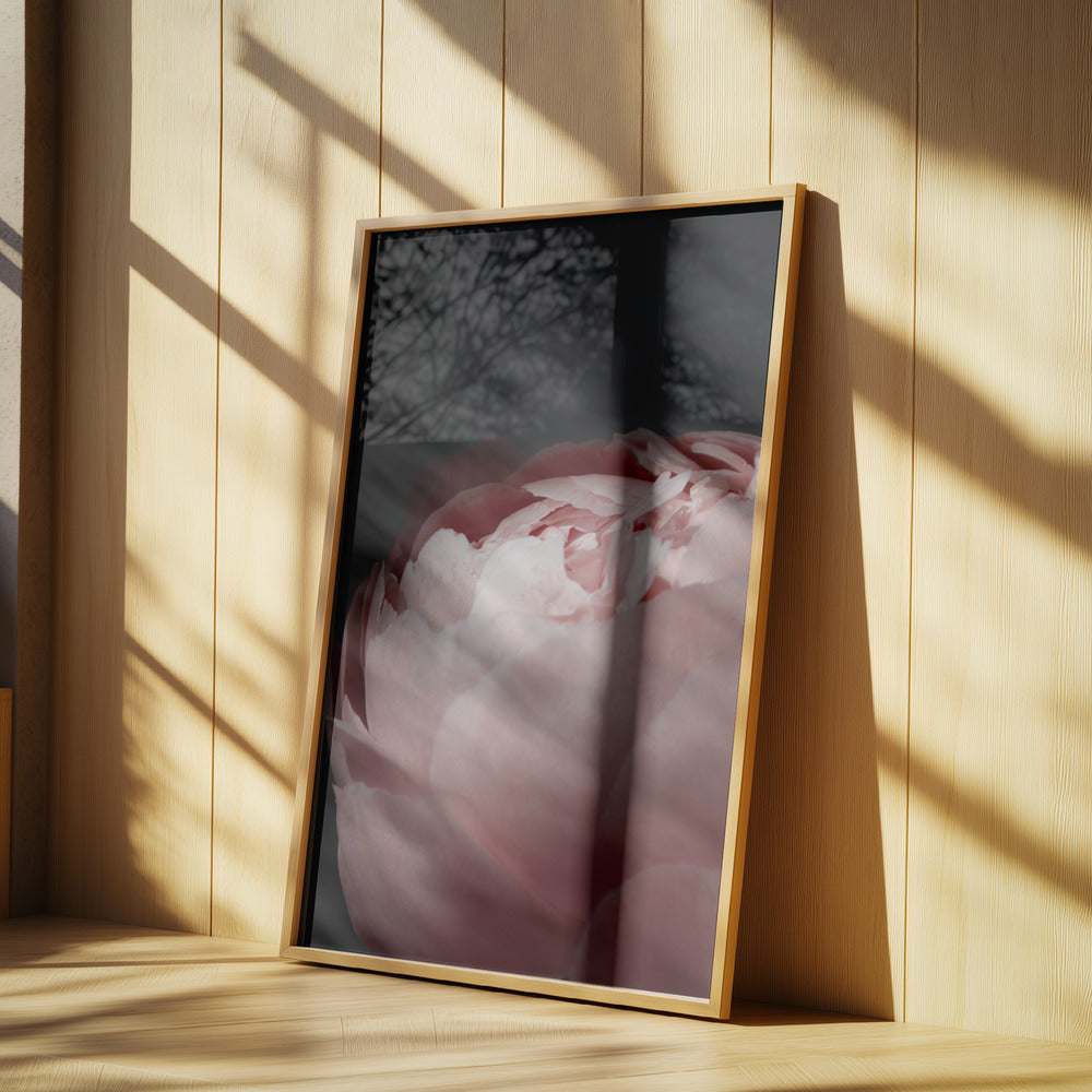 Moody blush peony II | Poster