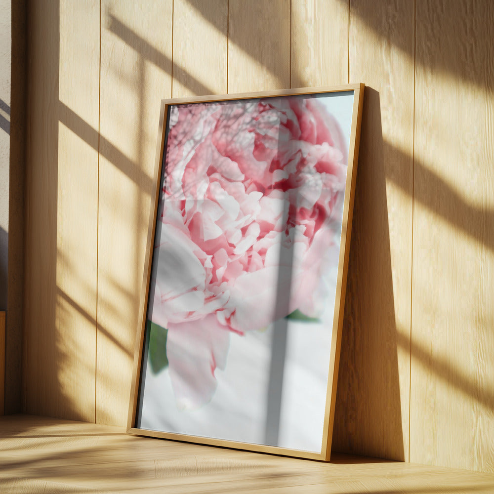 Blush peony VII | Poster