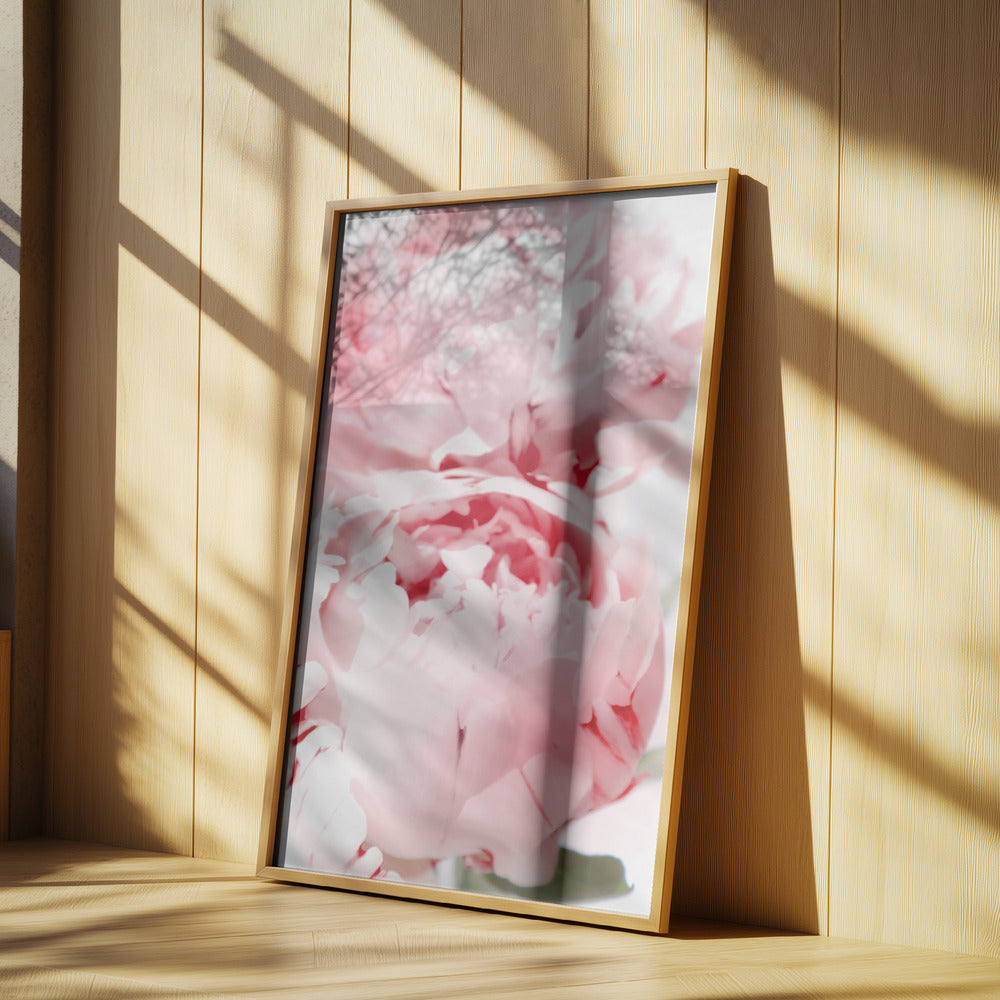 Bllush peony X | Poster