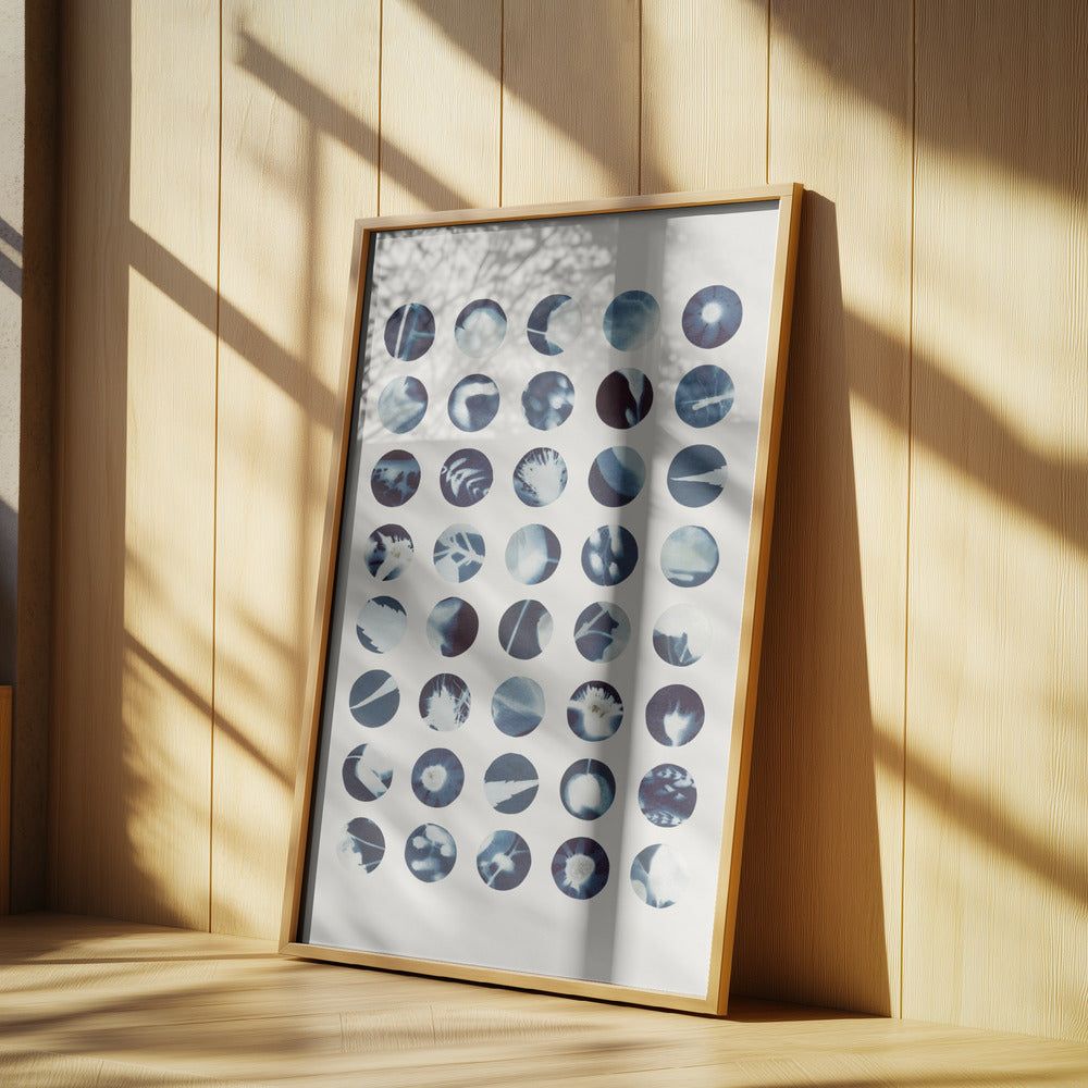 Botaniska cyanotypier | Poster