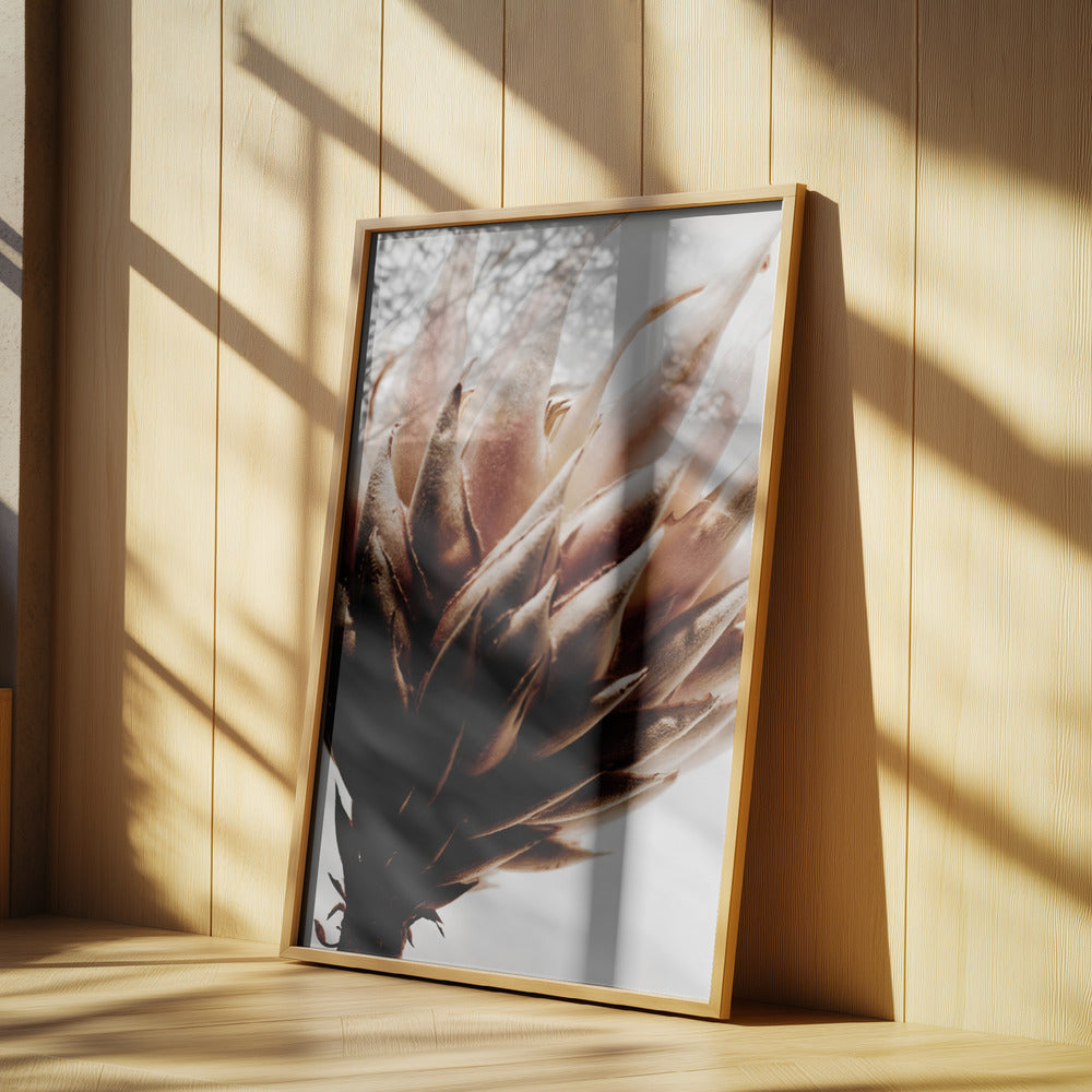Protea | Poster