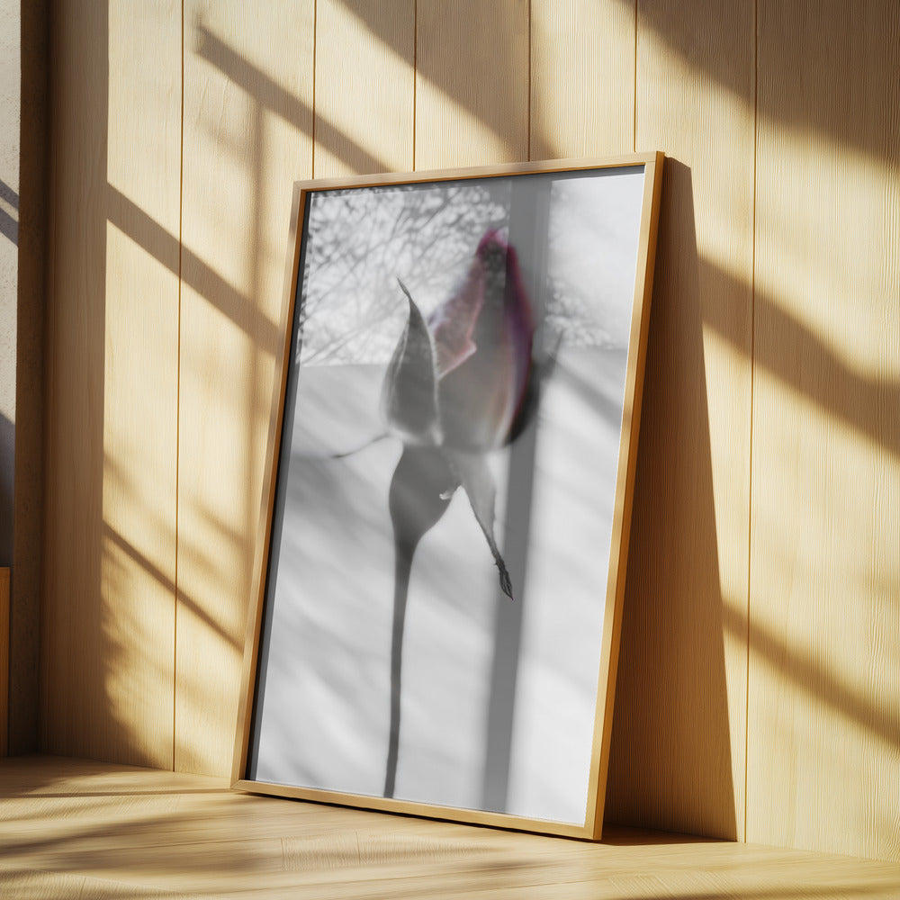 Elegant Rose | Poster