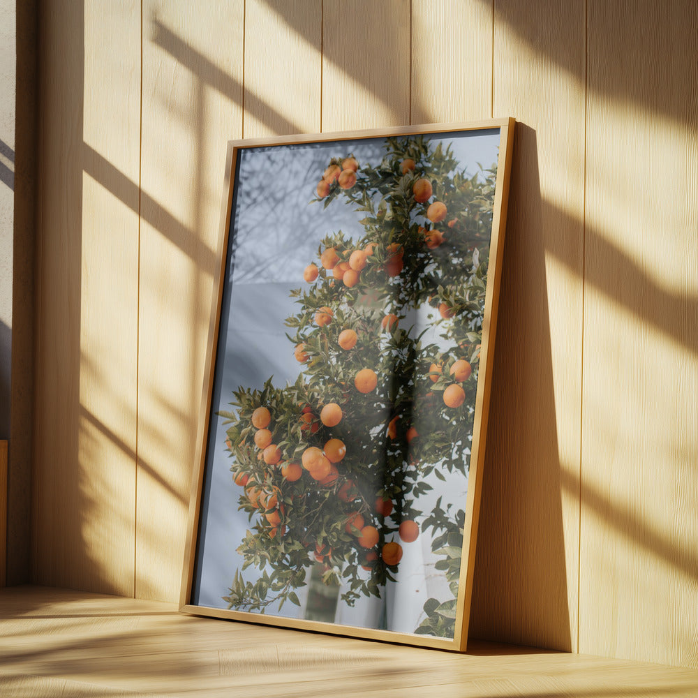 Oranges in Seville | Poster