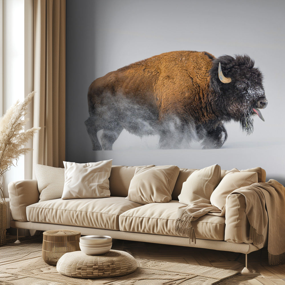 Bison i sneen | Fototapeter