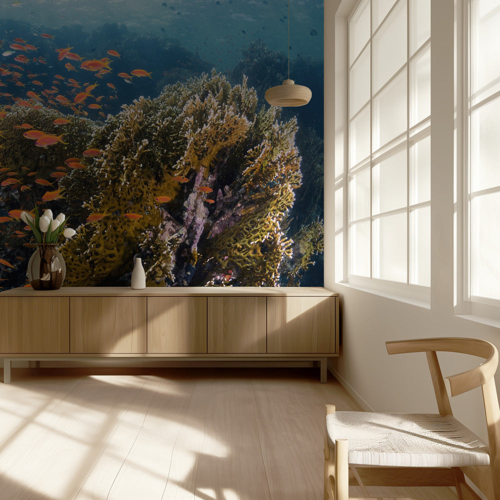 Reefscape | Fototapeter