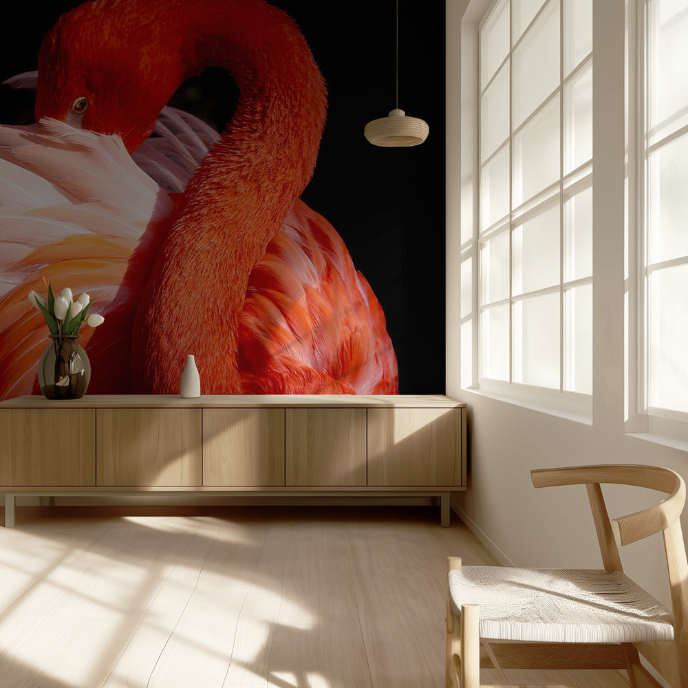 Flamingo | Fototapeten