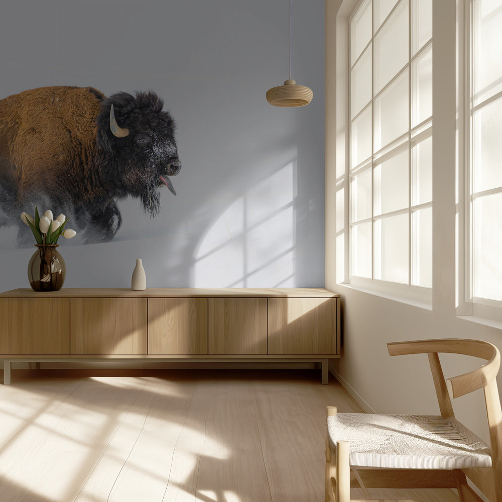 Bison i sneen | Fototapeter