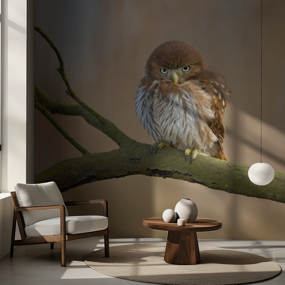 Ferruginous pygmy owl | Wallpaper