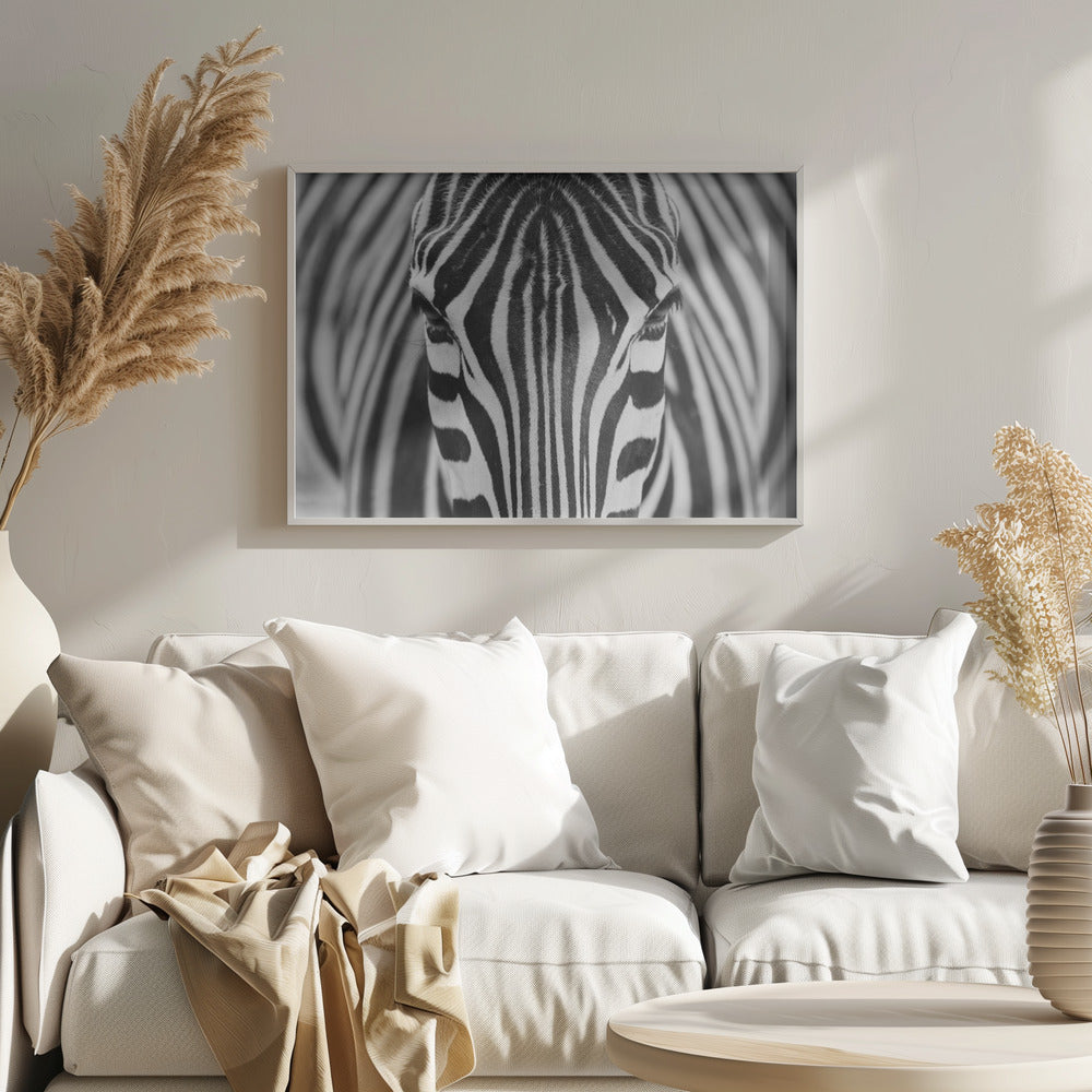 Zebra | Poster - Kunstdruck
