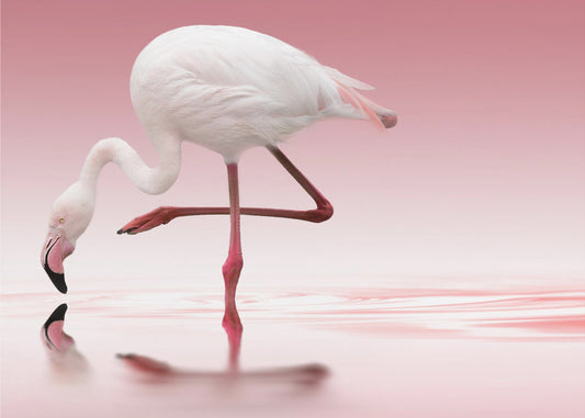 Flamingo | Fototapet