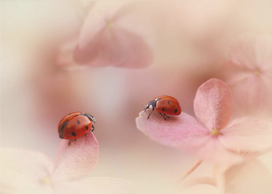 Lieveheersbeestjes op roze hortensia. | Posters - Kunstdrukken