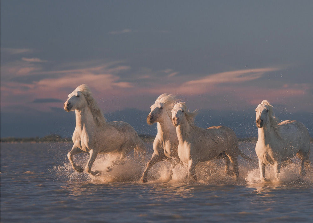 Engel der Camargue | Fototapeten