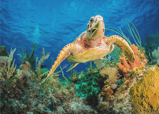 Karetschildpad zwemt door Caribisch rif | Fotobehang