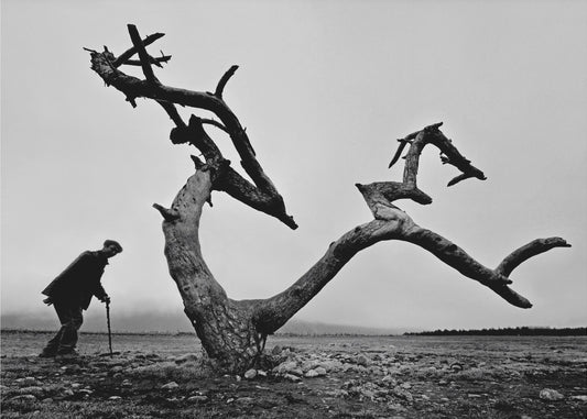 Old Man and Tree | Canvas