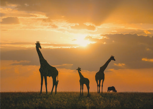 Gyllene Afrika | Fototapet