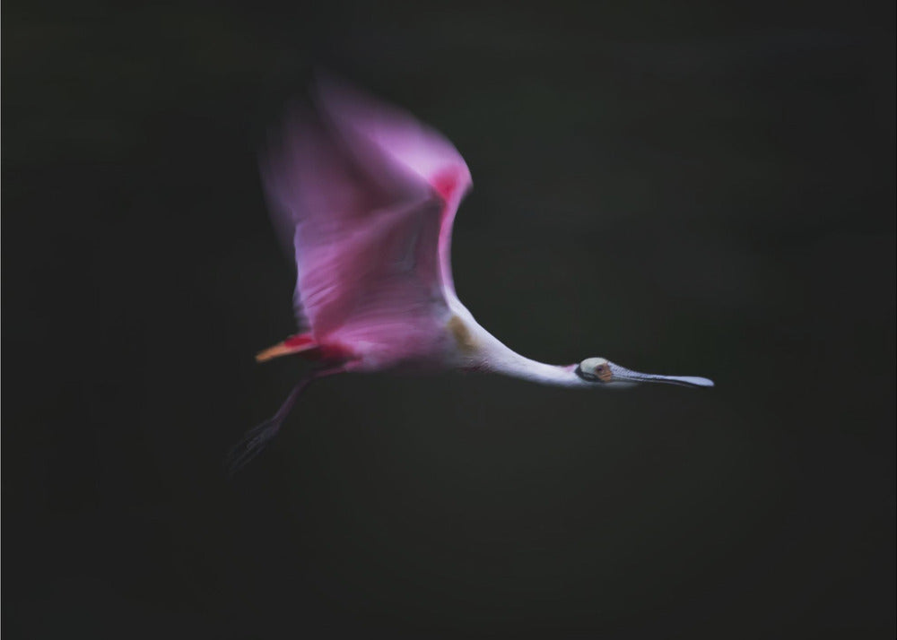 Rose in the Air | Poster