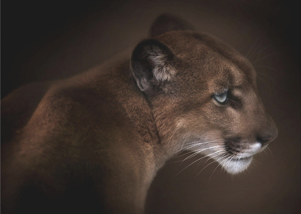 Puma | Carta da Parati Fotografica