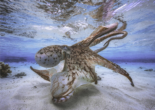 Dansende Octopus | Fotobehang