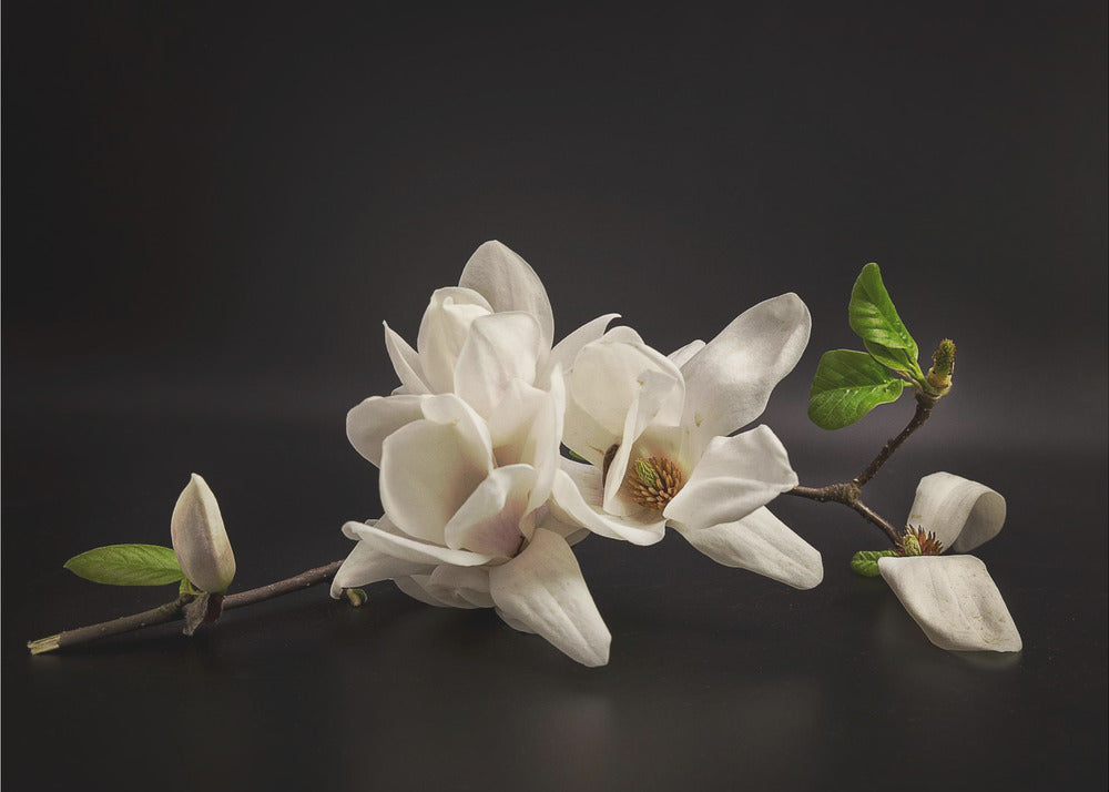 Magnolia | Fototapet