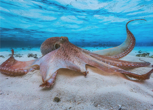 Octopus | Fotobehang
