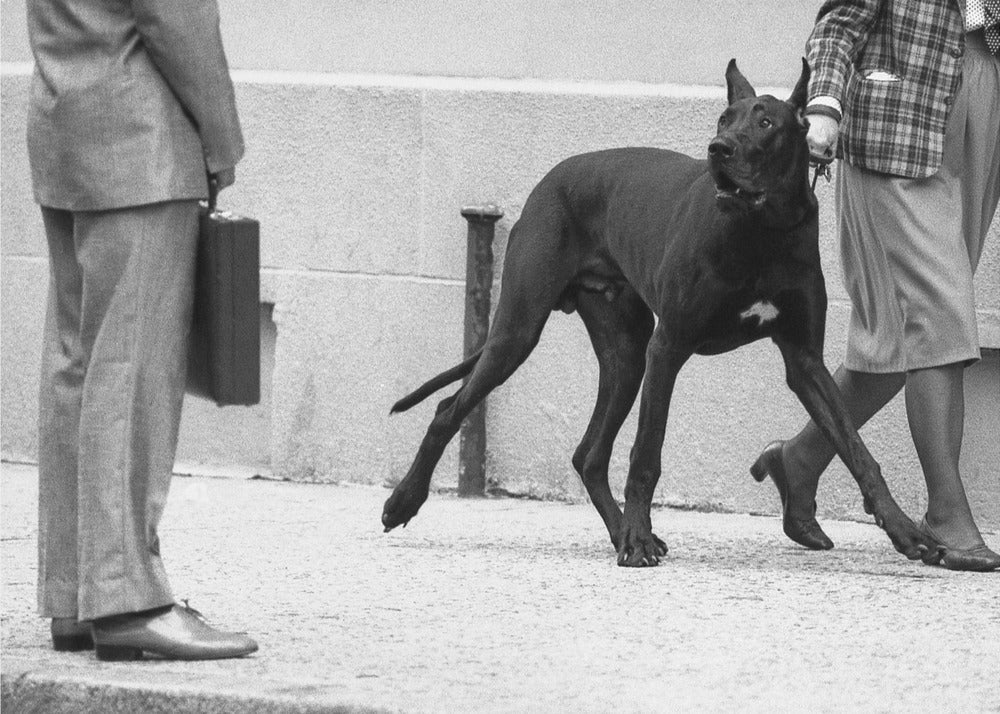 Guardia del corpo di un alano (dalla serie "Il ragazzo incontra la ragazza") | Stampe su Tela