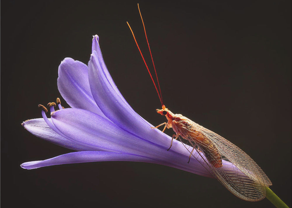 Lacewing | Poster