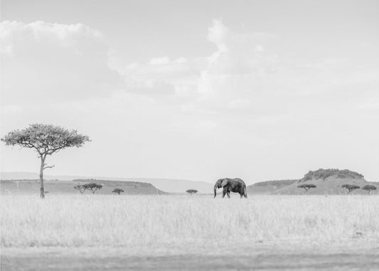 HIGH KEY SAVANNAH | Fototapeter