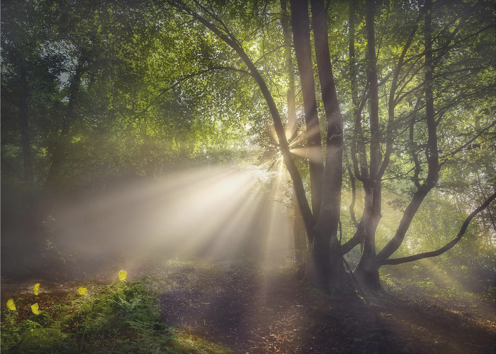 La luce del mattino | Carta da Parati Fotografica