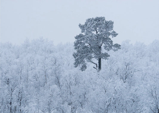 Pierwszy śnieg | Fototapeta