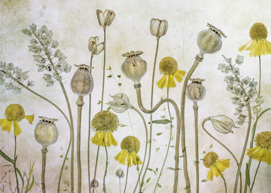 Vallmo och Helenium | Fototapet