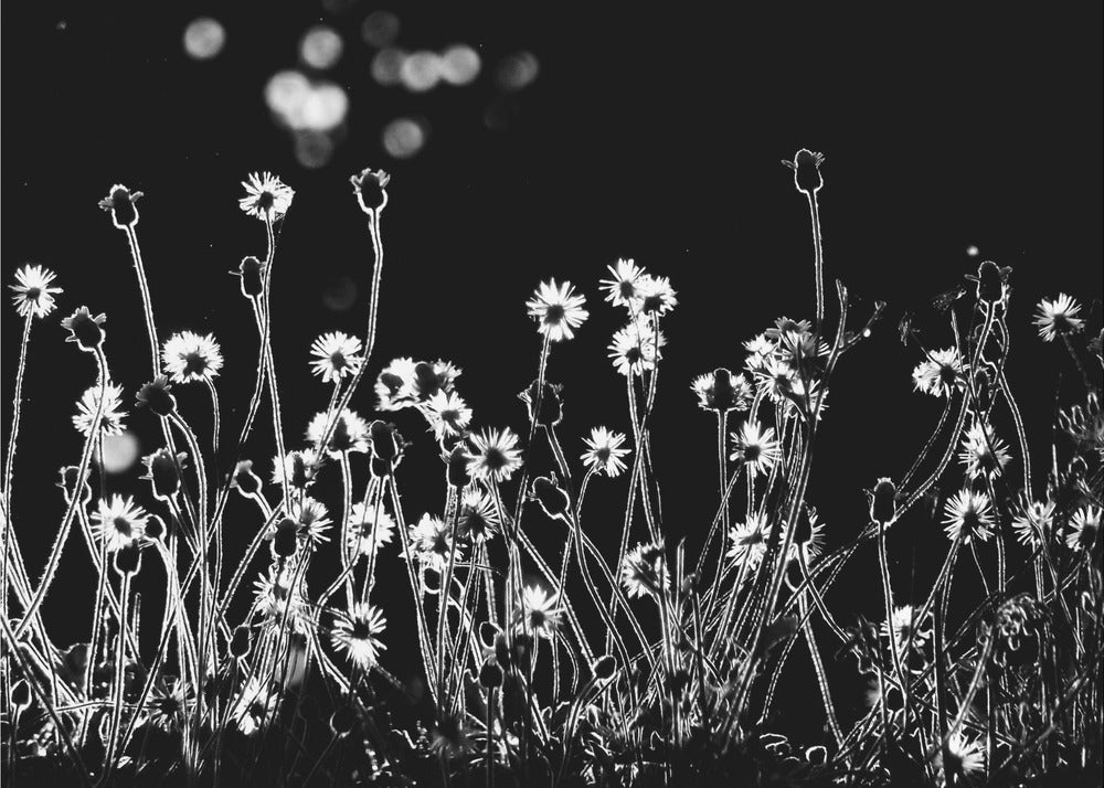 The Little Flowers | Canvas