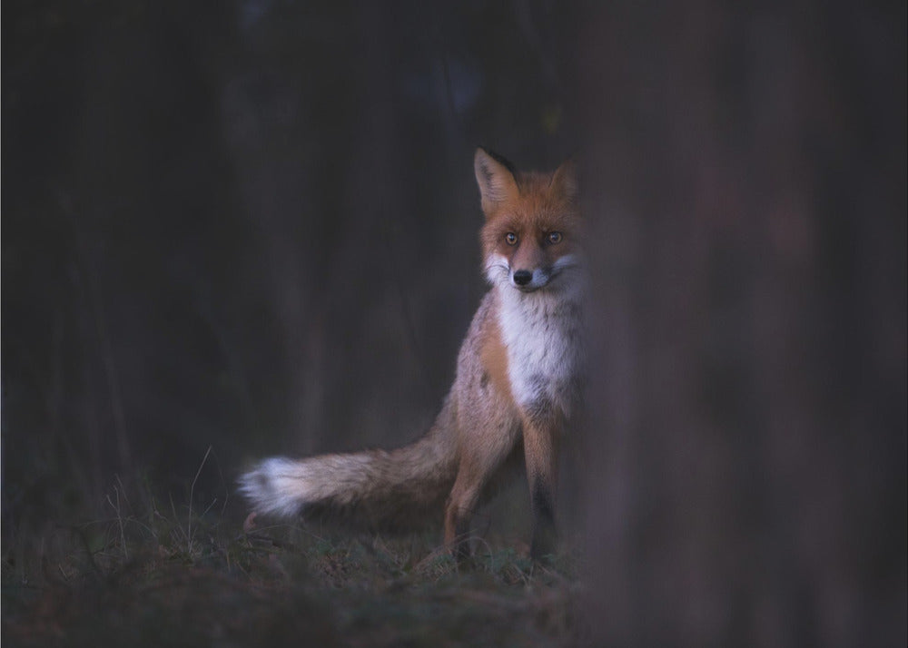 Blicke | Fototapeten