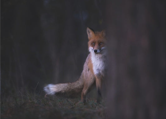Blickar | Fototapet