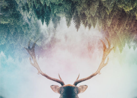 Horn | Fototapet