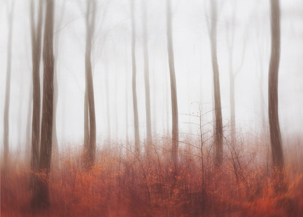 Endlose Wälder | Fototapeten